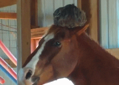 9a5276ee5fec56c9d.gif