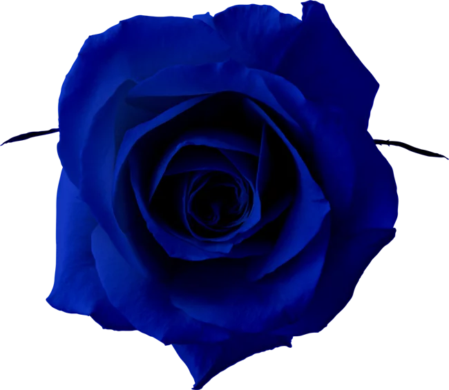9b4cceafd506c44cfe207d888a926ab9.webp