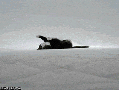 9bghaf.gif