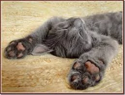 9bjjaf.webp