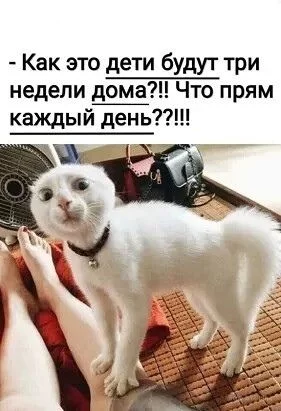 9c082926f227de9675bbe72e87b6b7f9.webp