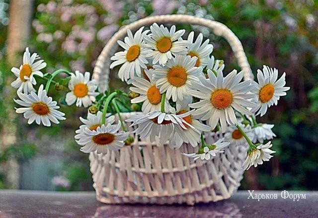 9c624b9eacfbb07bf88af.webp