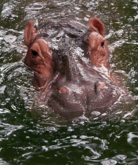 9c6edfd5755b9968f3442.gif