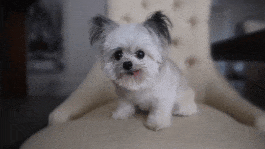 9c9ac0a4f1cb761b90.gif