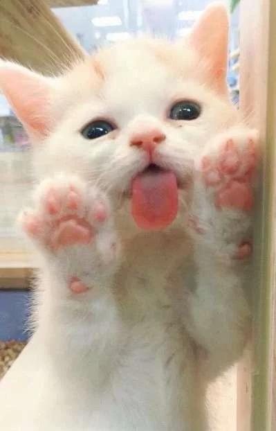 9cgdcc.webp