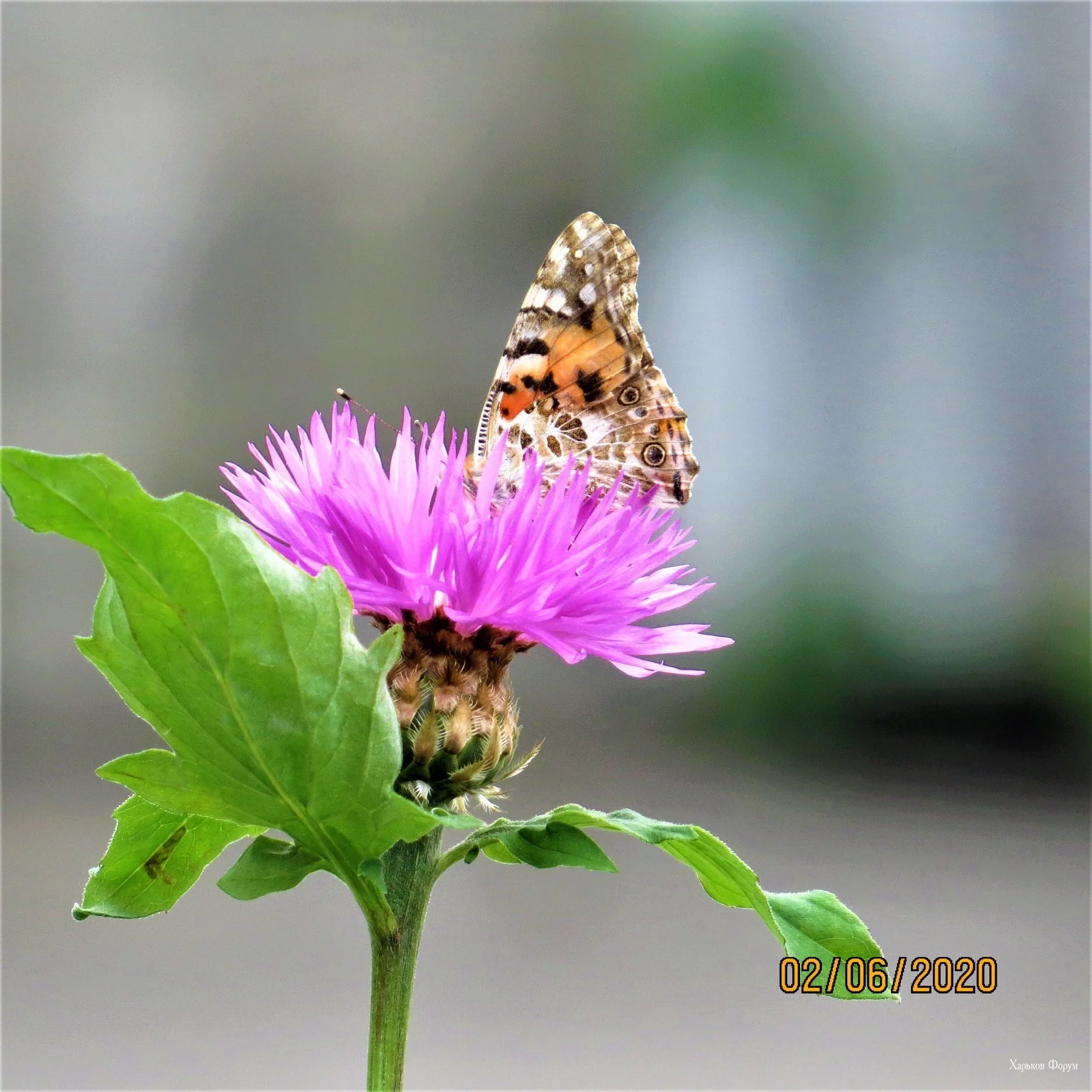 9d4ab7984e4606016e7.webp