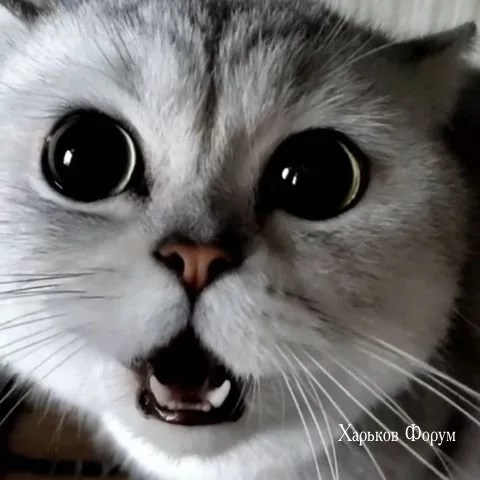 9ddbef0a018ebe49bad.webp