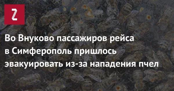 9decbb.webp