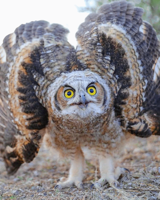 9e17f3f6747fb56d648524a53c18bd458de91b90.gif