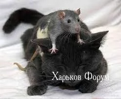 9e68626ee3d39764288c7c28.webp