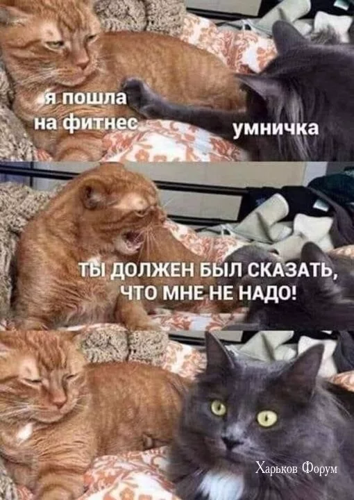9e8e5b031f71bcf80bd28.webp