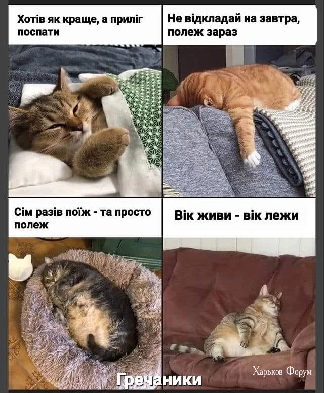 9ed40f67f696c0d39459.webp