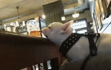 9ede347c4131d7ab8d963fc4.gif