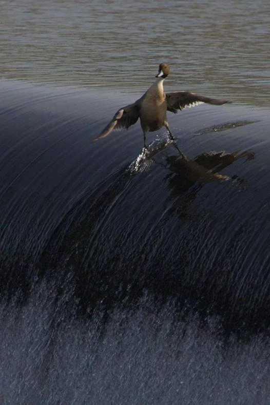 9ejfhf.webp