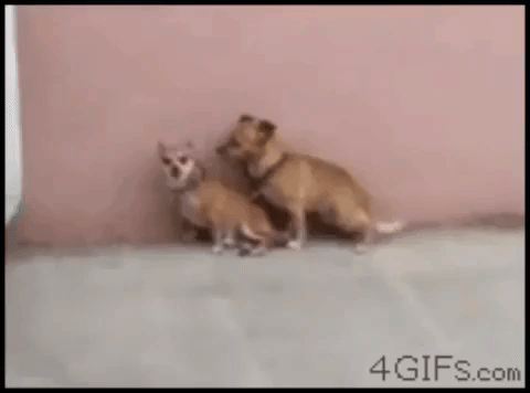 9fcgfc.gif