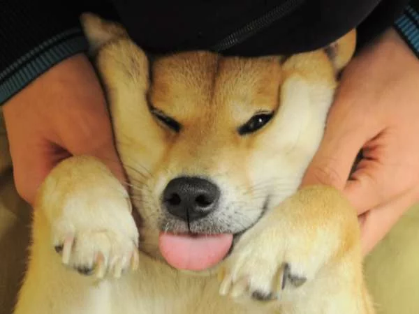 9fggje.webp