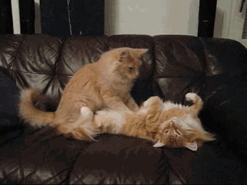 9gbcfe.gif