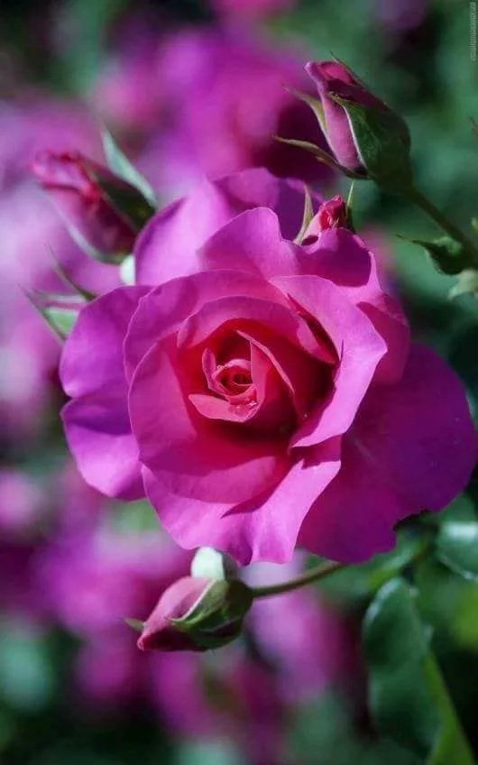 9hbbfd.webp