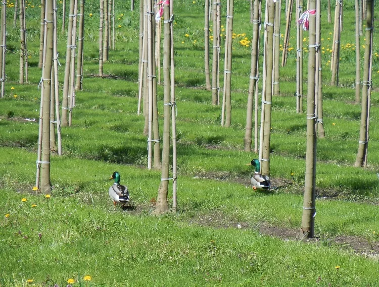9hbcbh.webp
