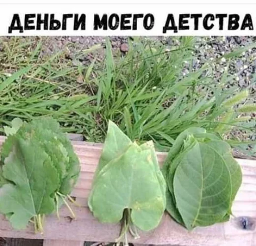 9hcjdb.webp