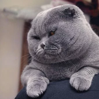 9heghj.webp
