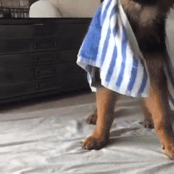 _38fb4f0717023bd9f6395e7a7bc02c0b.gif