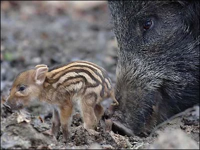_41154612_boar.webp