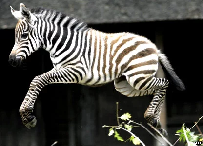 _44139703_zebra.webp