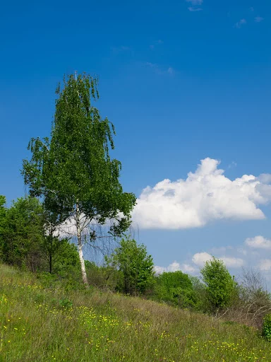 _5180444.webp