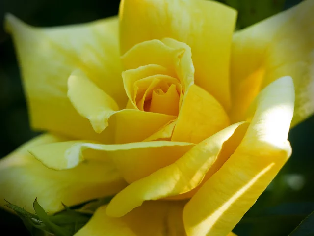 _7144320.webp