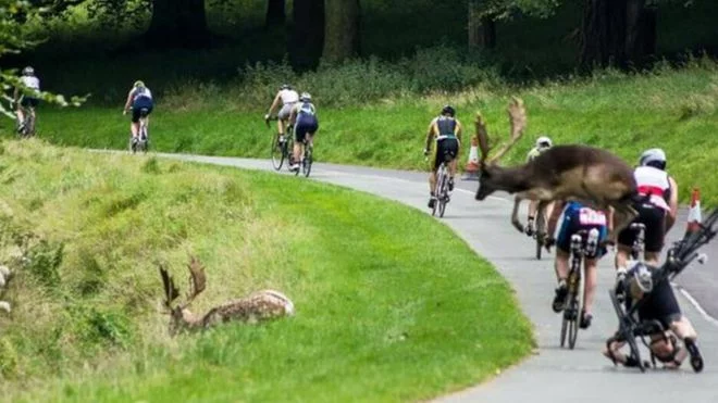 _90960431_stag.webp