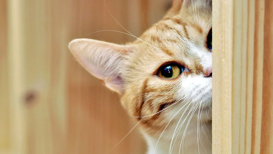 _Cats_Red_cat_peeping_044419_-pic905-895x505-86623.webp