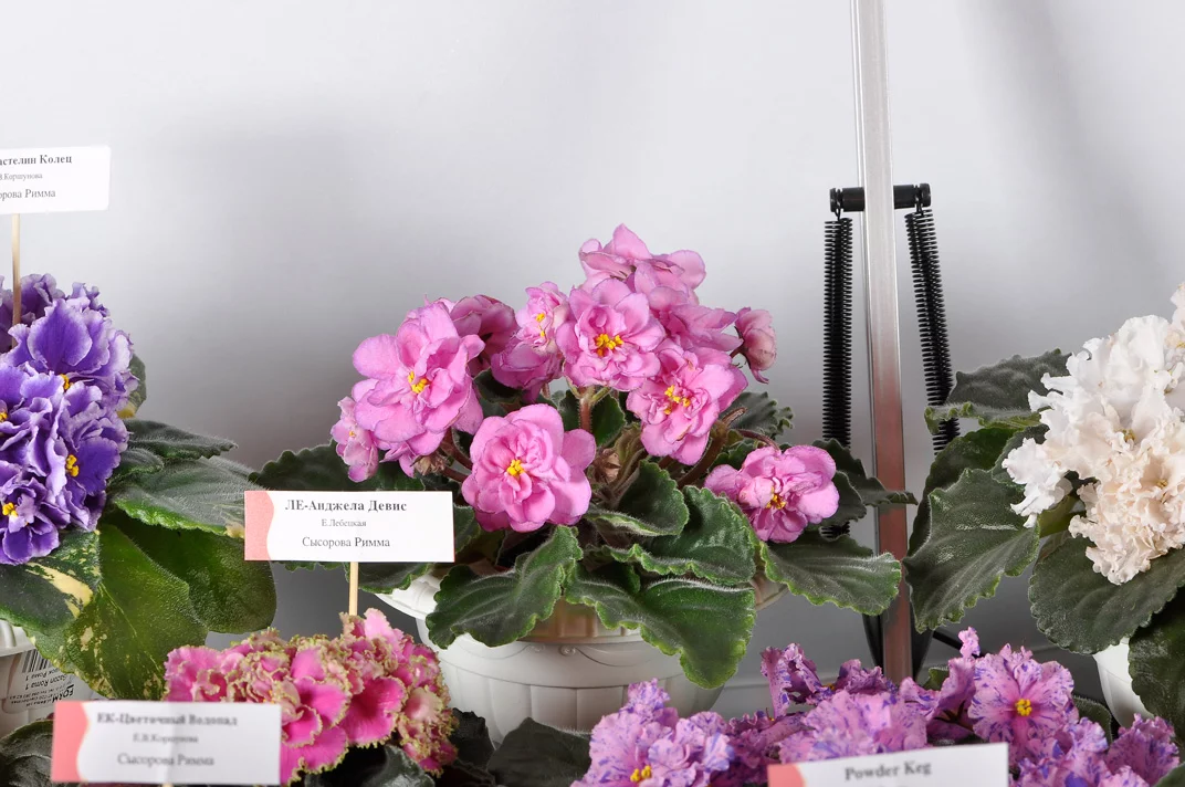 _dsc3052_119.webp