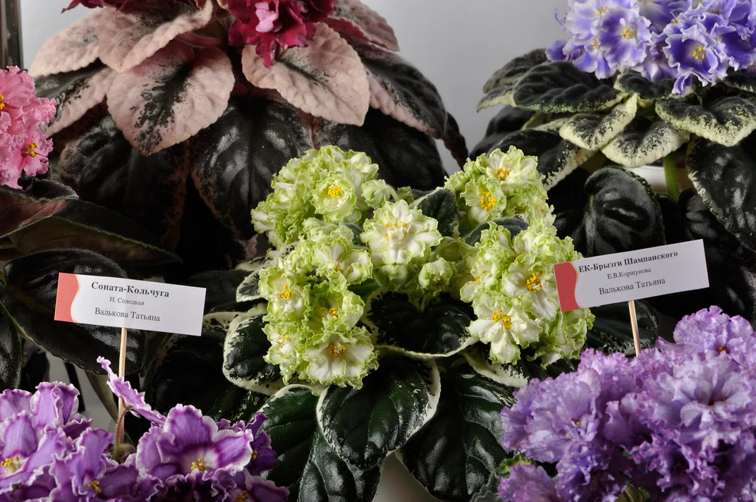 _dsc3184_715.webp