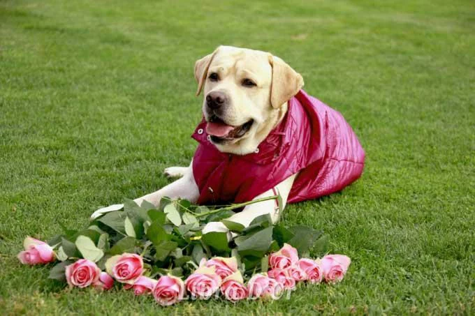 _mgl4337_20090914_1315259674.webp