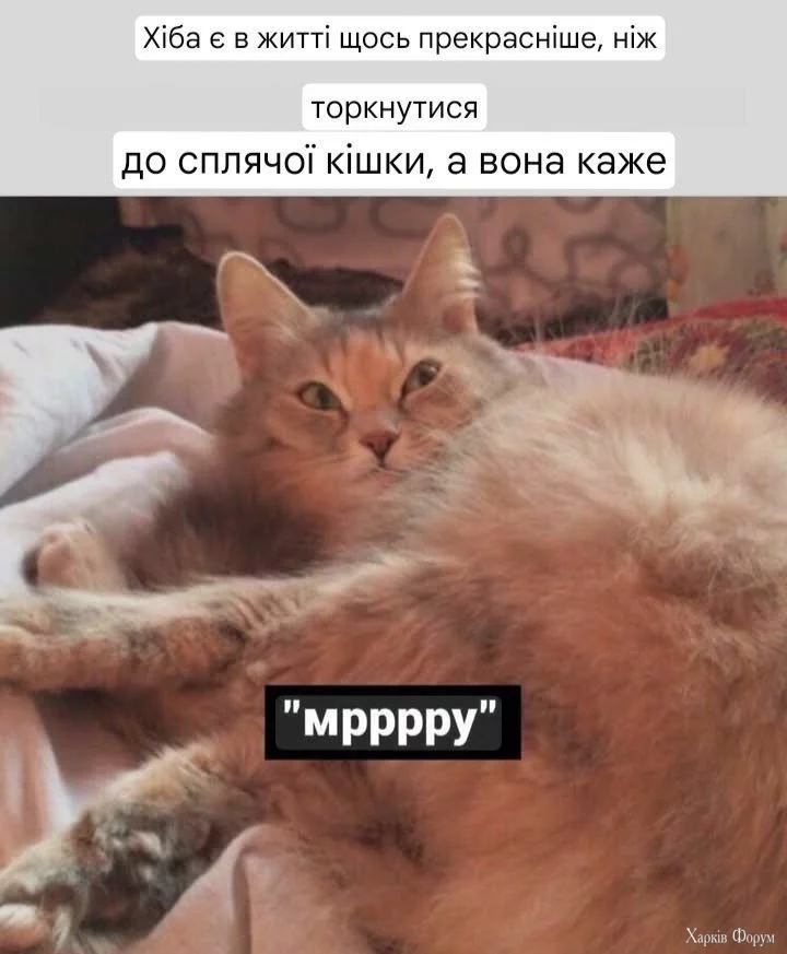 _мрррр.webp