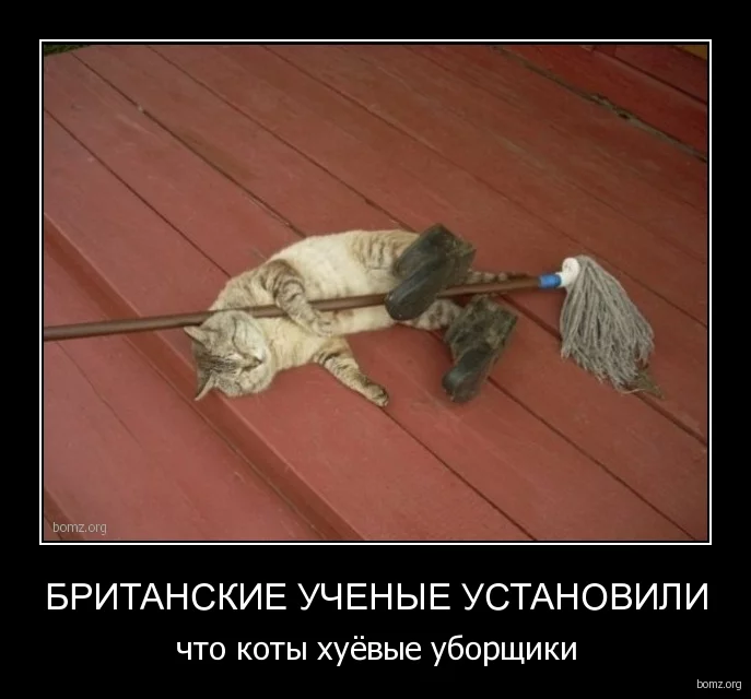 _ucheniye_ustanovili_chto_kotiy_huieviye_uborshiki.webp