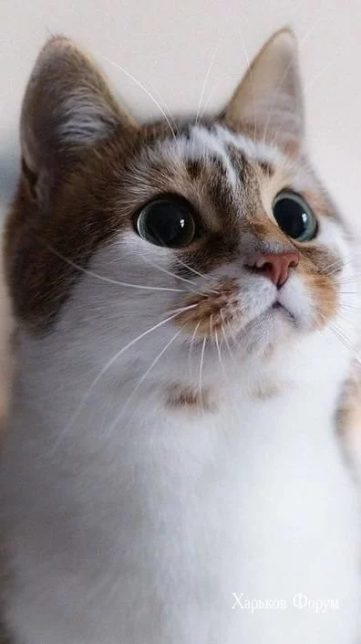 a10fe2bc36dc4534.webp