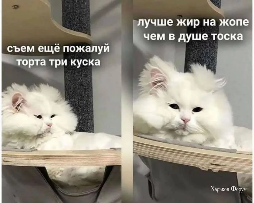 a13fc6f5d2ca23b85b05.webp