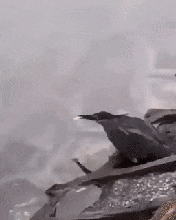 a15c52fb1b4357db5e9786b.gif