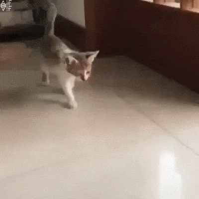 a17d038558dcae826261fda0.gif