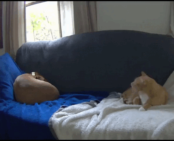 a1ad91452ddd6b6b6080e.gif