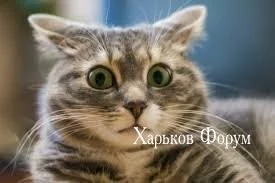a23a17f86035d73772416f.webp