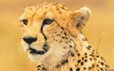 a25df58430eb02e6b259f3.gif