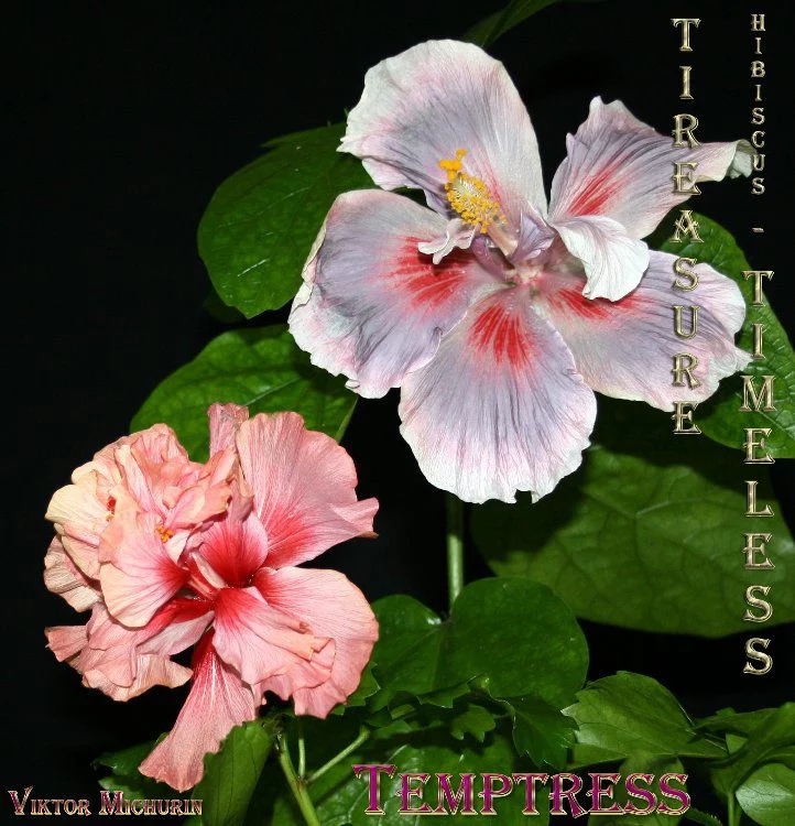 a2636d87d26d09d27a5e47d55a456329.webp