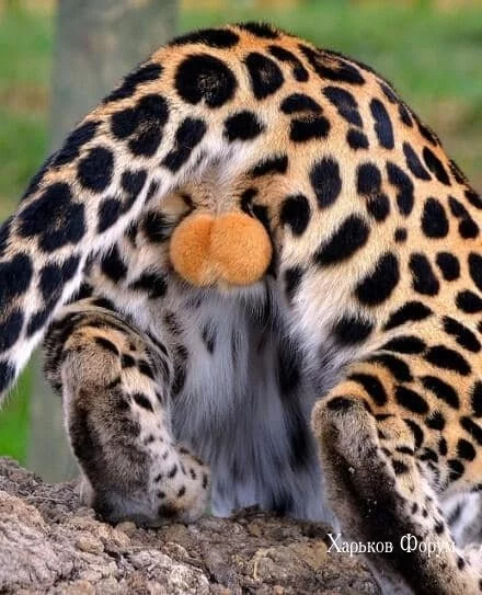 a2af96caad12ab60d0f3d71b.webp