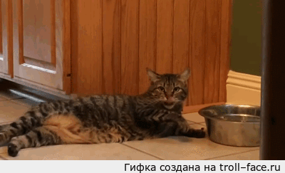 a2e4a668956968ba4.gif