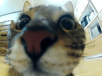a36208a888dd853e3bf0dc0adcf50793.gif