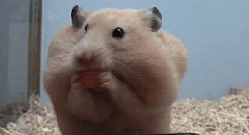 a371d6d5666980594211.gif