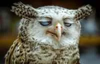 a3bajc.webp